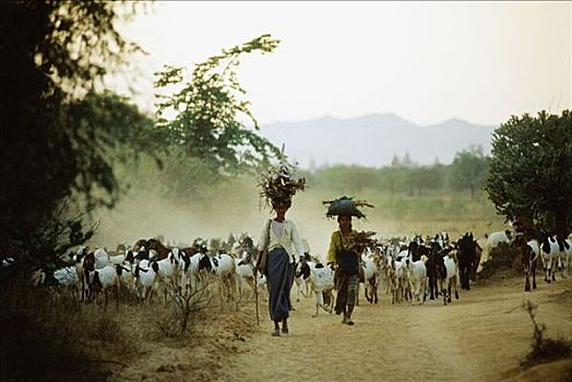 缅甸,蒲甘,女人,牧群,山羊