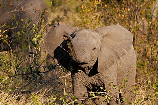 幼仔,非洲象