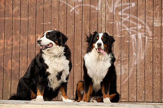 两个,伯尔尼,山,狗,坐,正面,木墙