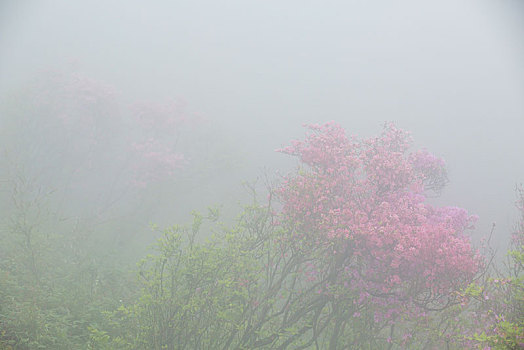 山,映山红,杜鹃,花,春天,春色,雾,朦胧,氤氲,树枝,柔美,梦幻