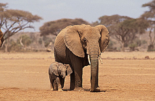 非洲象,女性,安伯塞利国家公园,公园,肯尼亚