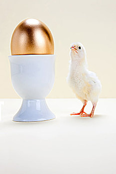 幼禽,看,金蛋,蛋杯,棚拍