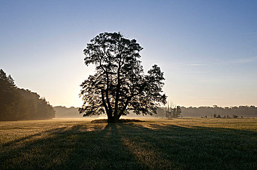 日出,初秋,自然,自然保护区,靠近,法兰克福,黑森州,德国,欧洲