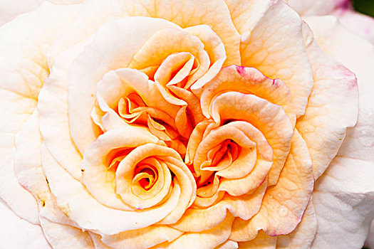 橙色,玫瑰花,德国