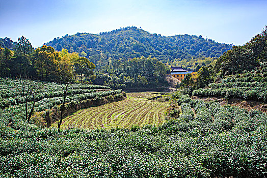 茶园,雪岭寺