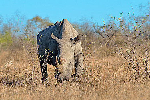 白犀牛,白犀,成年,雄性,走,干草,克鲁格国家公园,南非,非洲