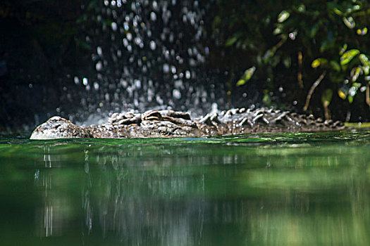 咸水鳄,水中,贴地拍摄,风景