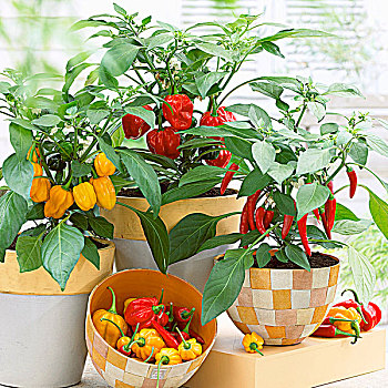 辣椒,植物,罐