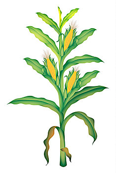 玉米,插画
