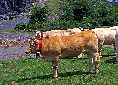 金发,家牛,法国,牧群,站立,靠近,道路