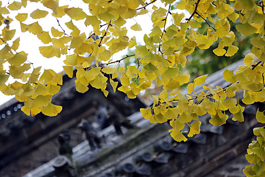 山东省日照市,满树挂满黄金叶,浮来山千年银杏树迎来最美时节
