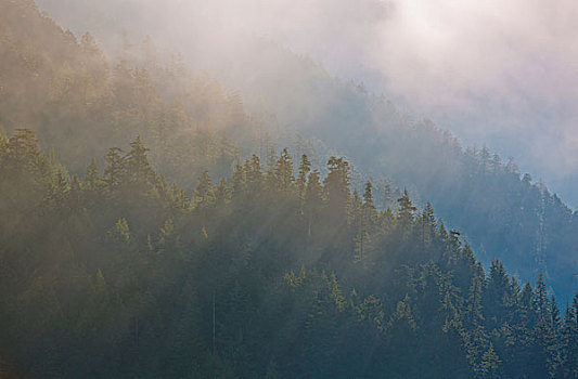 美国,华盛顿,枫树,小树林,沿岸,树林,晨雾,画廊