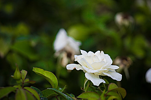 美丽的白色花儿