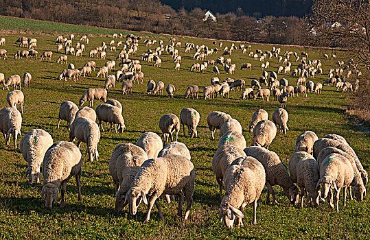 家羊,绵羊,草地,上弗兰科尼亚,巴伐利亚,德国,欧洲