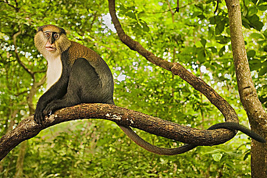 猴子,雄性,长尾猴属,保护区,加纳