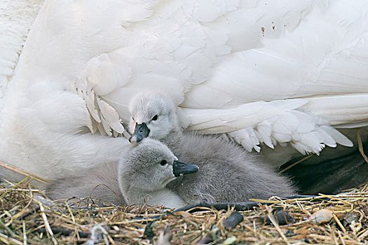 两个,疣鼻天鹅,幼禽,天鹅,鸟窝,黑森州,德国,欧洲