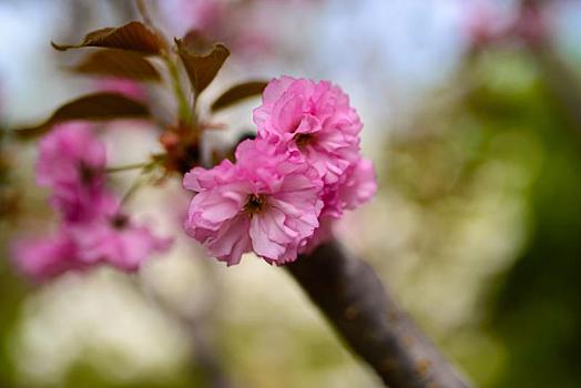 春天,公园里盛开的迎春花,樱花,桃花等