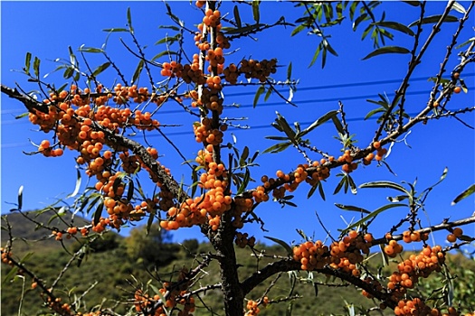 灵山沙棘树