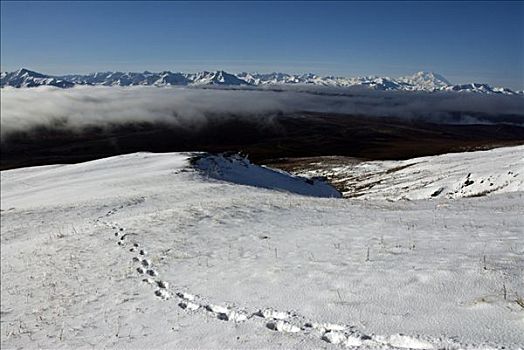 脚印,积雪,风景,德纳里峰国家公园,阿拉斯加,美国