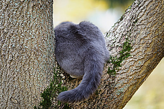 英国短毛猫,猫,攀登,树,背影