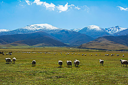 高原雪山草地上上悠闲的羊群