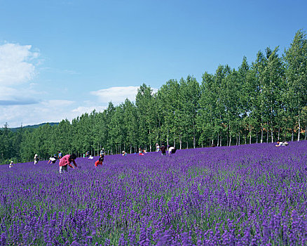 薰衣草,收获