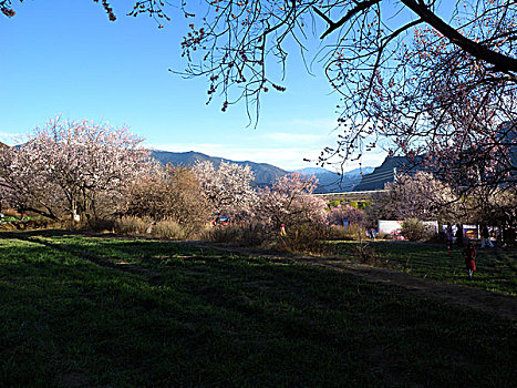 西藏,风光,建筑,花海,山沟,梨花,桃花,林芝,村庄