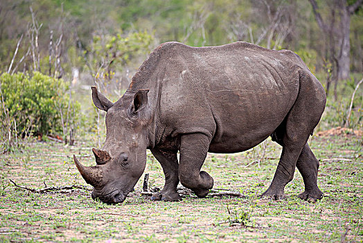 白犀牛,成年,喂食,觅食,厚皮动物,沙子,禁猎区,克鲁格国家公园,南非,非洲