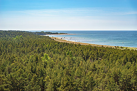 俯瞰,海岸线,针叶林,岛屿,爱沙尼亚