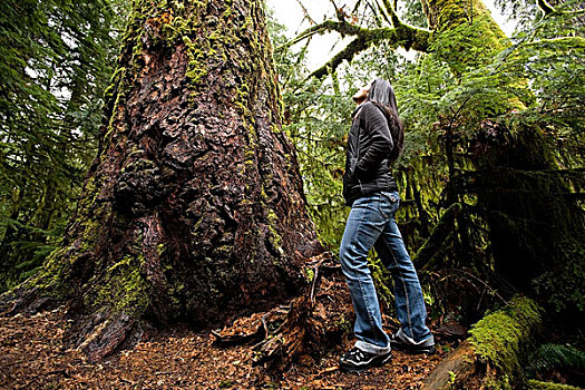省立公园,温哥华岛,不列颠哥伦比亚省,加拿大,女人,看,树