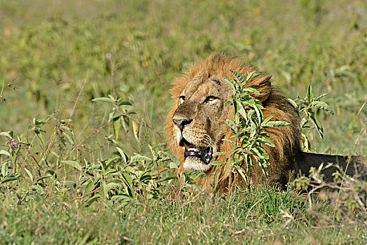 狮子,雄性,卧,高草,纳库鲁湖国家公园,靠近,纳库鲁,裂谷省,肯尼亚,非洲