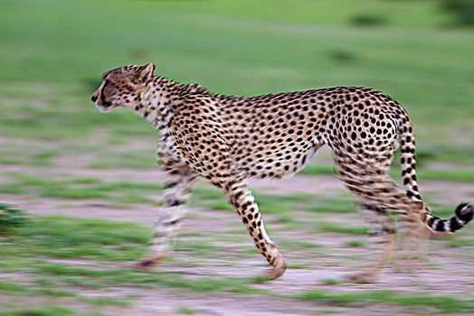 印度豹,猎豹,走,下雨,季节,绿色,环境,卡拉哈里沙漠,卡拉哈迪大羚羊国家公园,南非,非洲