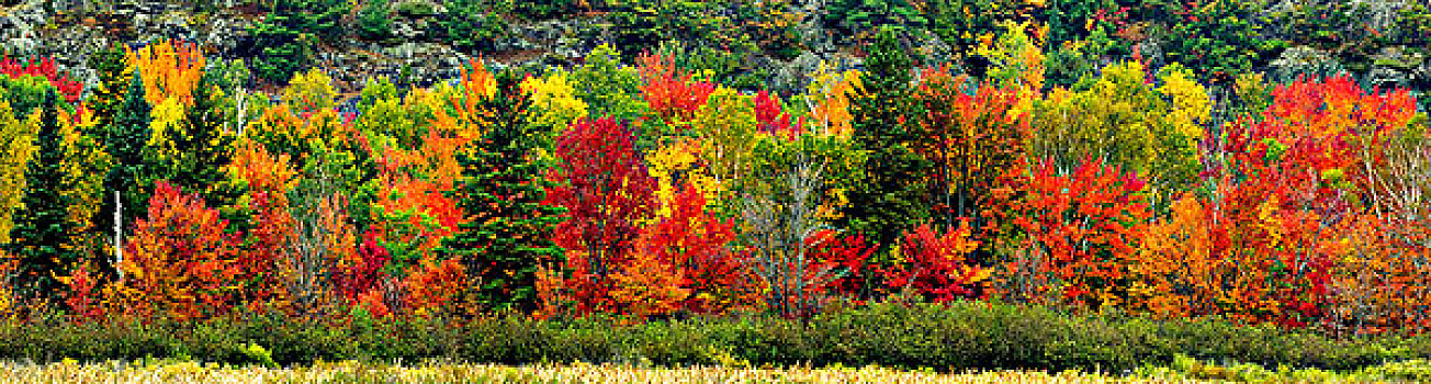 秋色,硬木,树林,边缘,湿地,安大略省,加拿大