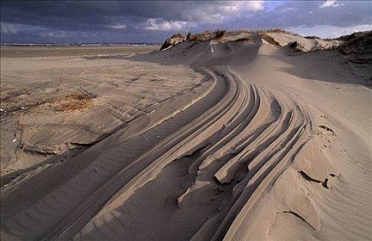 风,沙丘,特塞尔,岛屿,一个,荷兰,瓦登岛