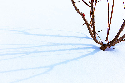 小树在雪地投射的美丽阴影