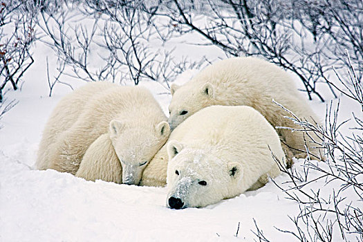 北极熊,雌性,两个,幼兽,丘吉尔市,野生动物,管理,区域,曼尼托巴,加拿大