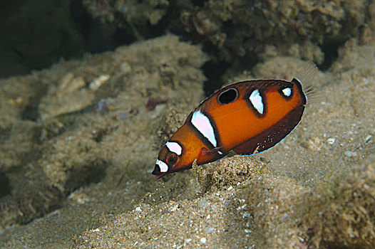 红色,濑鱼,幼小,彩色,希卡杜瓦,印度洋,斯里兰卡,亚洲