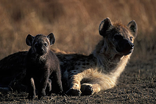 非洲,肯尼亚,马塞马拉野生动物保护区,斑鬣狗,幼仔,成年,女性,靠近,窝,热带草原