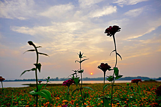 花海