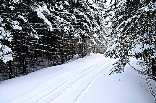 冬季风景,雪地车,小路