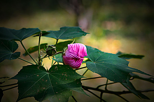 美艳的芙蓉花,木芙蓉,拒霜花,木莲,地芙蓉,华木