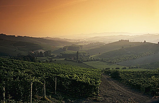 日出,上方,葡萄园,巴罗洛葡萄酒,意大利