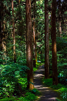 台灣溪頭森林保護區,森林步道