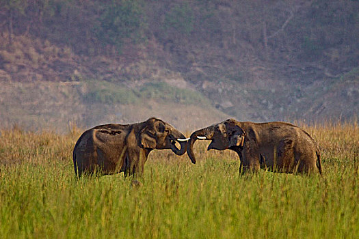 印度,亚洲象,打斗,国家公园