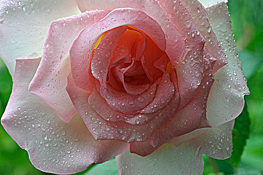 特写,粉红玫瑰,花