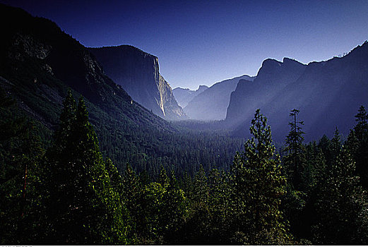 俯视,风景,树,优胜美地国家公园,加利福尼亚,美国