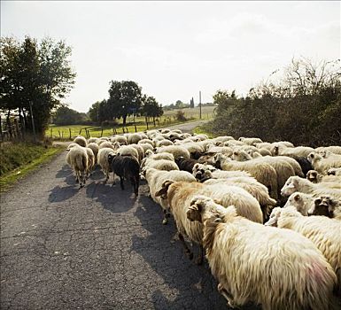 羊群,意大利