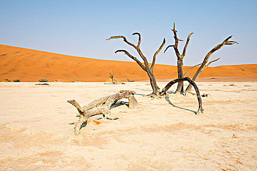 死,骆驼,刺,树,刺槐,死亡谷,索苏维来地区,纳米布沙漠,纳米比亚,非洲