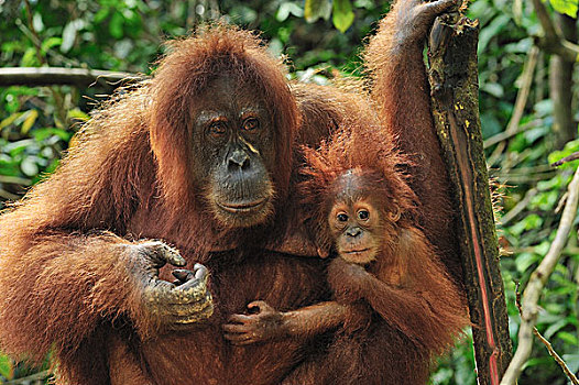 苏门答腊猩猩,古农列尤择国家公园,北方,苏门答腊岛,印度尼西亚
