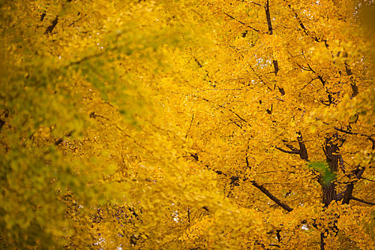 北京秋季银杏树叶